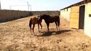Карабахский "Лачын" и Арабский "Мякан" Karabakh "Lachin" and Arabic "Myakan"