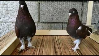 ГОЛУБИ ТУРЕЦКАЯ ТАКЛА ПО ЦВЕТАМ / DOVES TURKISH TAKLA (  Мухит , Казахстан г. Жаркент )