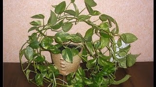 СЦИНДАПСУС (ЭПИПРЕМНУМ) - неприхотливая лиана. Особенности ухода и содержания
