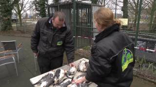 Vogels doodgeschoten in dierenpark