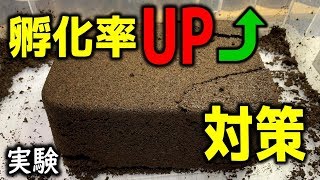 孵化率の悪いカブトムシの卵について対策を立ててみる（くろねこチャンネル）