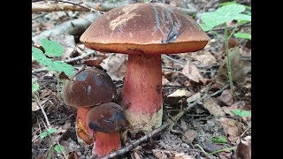 ГЛУХАРИНАЯ ЗАРЯ ! Лисички , подосиновики , поддубники и мускусная земляника ! Грибы 2019 !