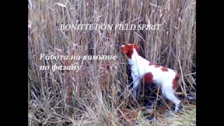 BONETTE DON FIELD SPIRIT работа по фазану в камышовых угодьях 2016 г.
