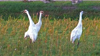 Whooping Cranes Wood County Wisconsin 2014