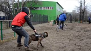 АСТ Варвара - задержание велосипедиста