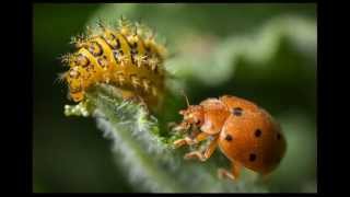 Wildlife Macrophotography