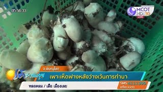 เกษตรกรพิษณุโลกเพาะเห็ดฟางขายสร้างรายได้เสริม