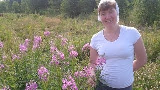 Иван чай или Кипрей