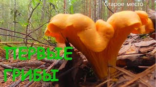 Первые грибы.Грибная разведка.Июль 2018