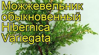 Можжевельник обыкновенный Хиберника Вариегата. Краткий обзор juniperus communis Hibernica Variegata
