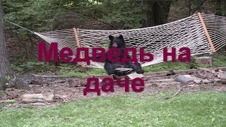 Медведь на даче! Голодный медведь гуляет по даче
