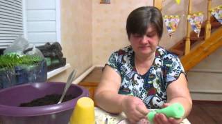 Как удачно посадить томаты.