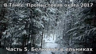 В Тайге.  Промысел 2017.  Часть 5. Белковье в ельниках.
