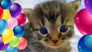 Маленькие котята Наши котята Компиляция Видео про котят с канала Планета Алис Смешные котята #1серия