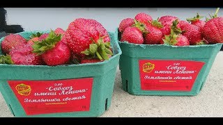 ОТДЫХАЕМ!!!/ 12.06.19/ Детский парк Лукоморье/(совхоз им. Ленина)/ Московская область