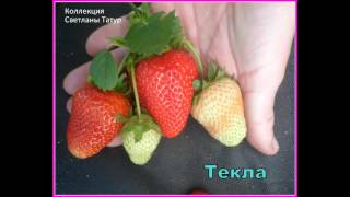 ТЕКЛА.   Лучший сорт клубники  КСД.