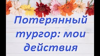 Орхидеи:ПОТЕРЯ ТУРГОРА после ПЕРЕСАДКИ (ответы на вопросы).Две "Клеопатры","бабочка" и стандартная.
