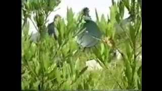 Mundial Ciclismo  1995  Produccion parte 1 Jose Rodriguez Prieto Tunja Boyaca