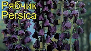 Рябчик Персика (Persica). Краткий обзор: Рябчик Персика описание характеристик, где купить луковицы