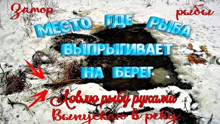 ✔️ Ловля рыбы руками Рыба выбрасывается на берег Замор рыбы зимой Спасаю щурят часть 2
