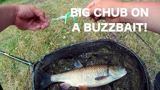 Catching BIG chub on a topwater Buzzbait lure! UK Lure Fishing