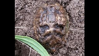 Царская кокарда.Коп2015.Поиск сокровищ.Minelab Safari