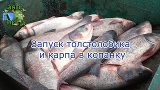 Запуск толстолобика и карпа в копанку. Толстолобик – природный фильтр для водоема