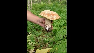 Грибы Камчатки #1 Сбор грибов в лесу Тихая охота на грузди Поход за грибами 2016 #1