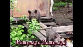 Медведь боится щекотки / Tickling bear