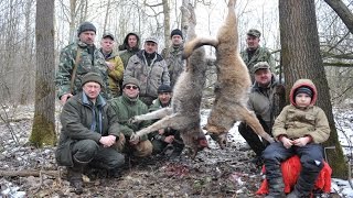 Охота на волков с флажками