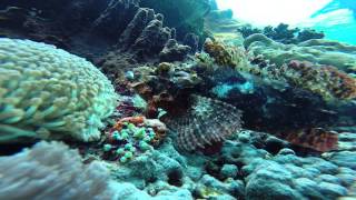 Diving Nusa Penida - crawling scorpionfish
