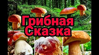 ЗАБЛУДИЛСЯ И ВЫШЕЛ НА МЕСТО ГДЕ МНОГО БЕЛЫХ ГРИБОВ,ПОДМОСКОВЬЕ