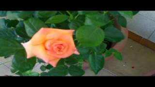 Rose, Lady Marmalade
