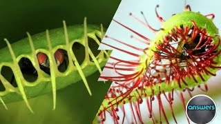 Te sorprenderas, Tipos de plantar carnívoras que quizás no conocias.