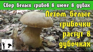 Сбор Белых грибов в первый день лета 2019. Киевская область, Макаровский район