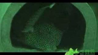 Pleco laying eggs (nightshot), プレコが産卵する瞬間(赤外線カメラ利用)