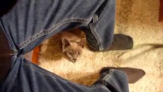 Introducing Rocky (Burmese cats are FAST !!!)