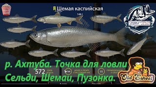 Русская Рыбалка 4. р. Ахтуба. Точка для ловли Сельди Кесслера, Шемаи, Пузонка.