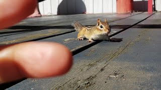 부르면 달려오는 다람쥐 : 강아지같은 강다람쥐:Chipmunk Who Act Like Dog: Chipmunk comes running to me when I call her