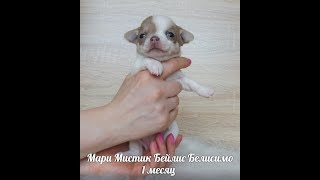 БЕЛО ЛИЛОВАЯ МИНИ ЧИХУА - ПРОДАЖА ( МАРИ МИСТИК)
