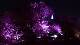 Lit-up double-flowered cherry blossoms at Shinjuku Gyoen National Garden [RAW VIDEO]
