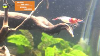 Красная Рили беременная | Neocaridina Red Rili pregnant