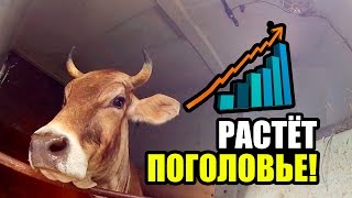 РАСТЁТ ПОГОЛОВЬЕ. Швицкая порода КРС