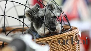 Urkai European Bikes: Dog Transportation by Bicycle