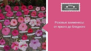 Розовые ахименесы: 43 сорта от яркого до бледного оттенка