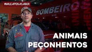 Saiba o que fazer em casos de ataques de animais peçonhentos