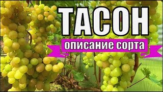 Тасон. Виноград Вадима Точилина.