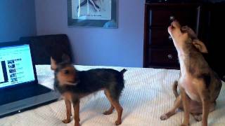 Chihuahua imitates the Geico pig Maxwell commercial - Wee Wee
