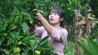 【二米炊烟】山上的桔子熟了，做成糖水橘子罐头和冰糖葫芦，还是童年的味道