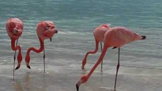 Розовые фламинго, как домашние утки. Greater Flamingos, as house duck